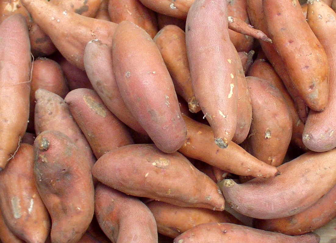 We have receive a shipment of sweet potato plants. The plants come in    hardware store hammond la